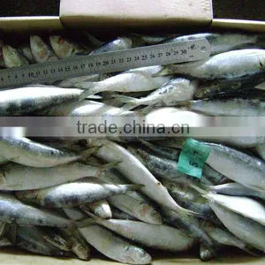 Frozen Sardine for Tuna Bait thumbnail-3