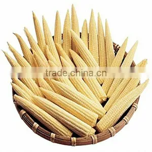 Fresh Baby Corn Canned Baby Corn thumbnail-1