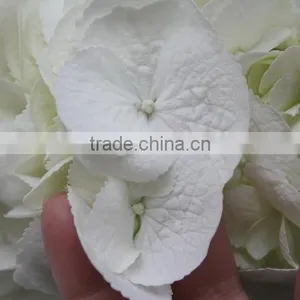 China Hotsell Flower Gift Hydrangea thumbnail-2