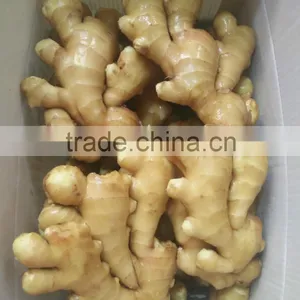 Plastic Carton Ginger thumbnail-4
