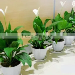 Real Touch Plastic Plant Artificial Spathi Phyllum thumbnail-2