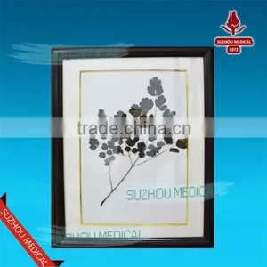 Medicinal Plants Herbarium thumbnail-1