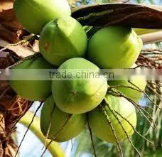 Hkvimex Fresh Coconut thumbnail-2