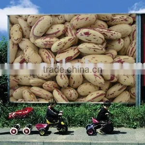 Light Speckled Kidney Beans With Long Shape thumbnail-1