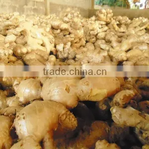 Best Price, OLD Ginger, Fresh Ginger thumbnail-1