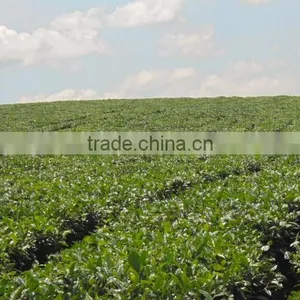 Green Tea in Moc Chau thumbnail-2