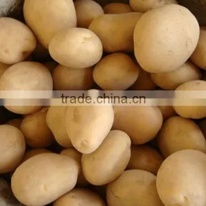 Fresh Pakistani Potato Crop - Sainta Variety thumbnail-1