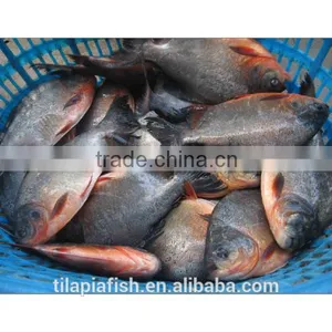 Whole Round Frozen Pomfret Fish With Good Price on Sale thumbnail-1