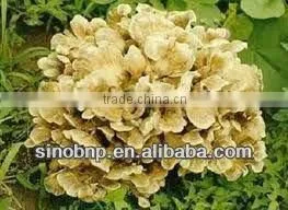 BNP Supply Reishi Mushroom Extract/shiitake Mushroom Mycelium Extract thumbnail-1