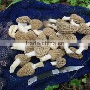 Detan Dried Morels ,whole ,slices, thumbnail-2