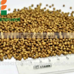 CORIANDER thumbnail-1
