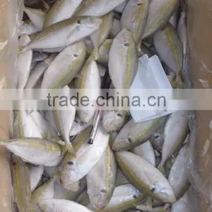 Sea Fish of Horse Mackerel thumbnail-1