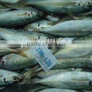 Frozen Horse Mackerel thumbnail-2