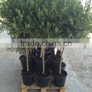 Olea Europaea thumbnail-2