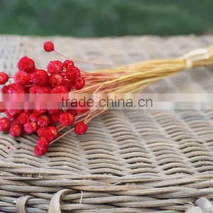 Dried Natural Small Mini Flower Brazilian Art Artificial Dried Flower Home Decoration thumbnail-5