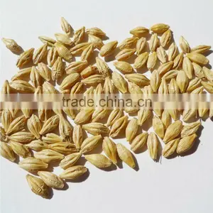 Hulled Barley thumbnail-1