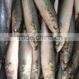FAO 61 Japanese Mackerel Fish thumbnail-5
