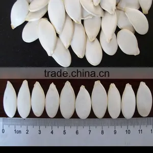 Sell Pumpkin Seeds 11cm 13cm thumbnail-3