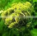 Carrot Seed Oil Natural thumbnail-1