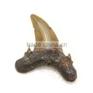 Fossil Specimens, No Name Shark Tooth thumbnail-1