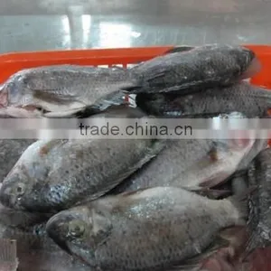 Frozen W/R Tilapia thumbnail-1