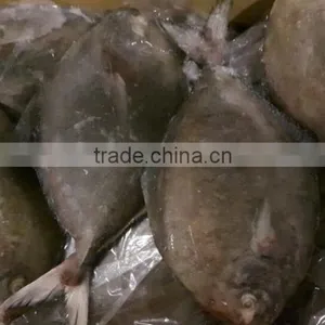 Frozen Black Pomfret Whole Round thumbnail-3