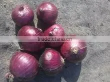 WHITE ONIONS thumbnail-5