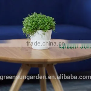 Hydroponic Bright Color Small Plastic Flower Pot for Home Garden Interior Christmas Decoration thumbnail-2