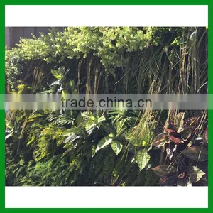 FO-GW018 Outdoor Green Plant Wall for Decor thumbnail-2