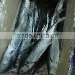 Frozen Spotted Spainsh Mackerel thumbnail-3