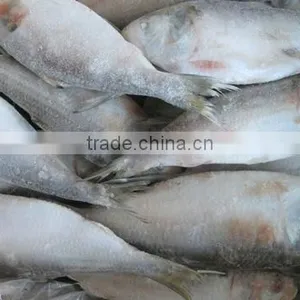 Frozen Sardine thumbnail-1
