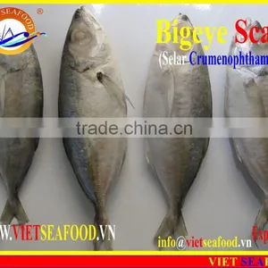 FROZEN BIGEYE SCAD WHOLE ROUND thumbnail-6