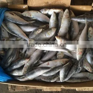 New Fresh Land Frozen Delicious Trawling Sardina thumbnail-2