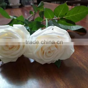 Supply Fresh Cut Flower Hot Sale 20 Stems/Bundle White Rose Wholesale From Yunnan,China thumbnail-1