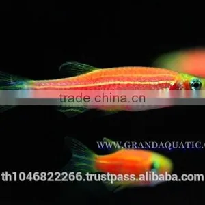 Pink Danio Fish Farm For Sale and Aquarium Fish Export thumbnail-3