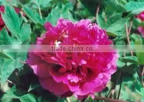 Tree Peony Plant Root thumbnail-1