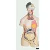 Human Head Neck Trunk thumbnail-1