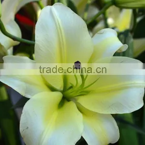 Super Quality Yellow King Colorful Small Lily Flower thumbnail-6