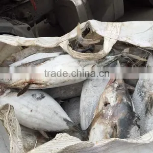 SkipJack Tuna ,stripe Tuna thumbnail-3