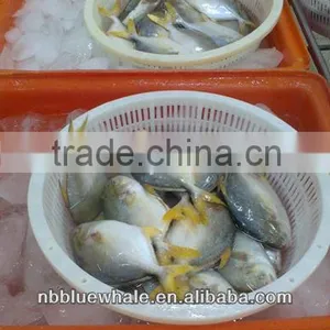 Yellow Pomfret 300-500G 400-600G Frozen Black Pomfret thumbnail-1