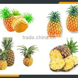 Leader Pineapple Peel and Pulp Separater With Low Power Consumption thumbnail-6