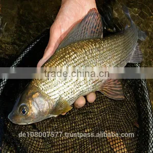 300M Light Grey Nylon Monofilament Fishing Line 100% Made in Germany Best Quality in the Price Range thumbnail-5