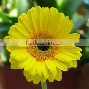 Natural And Fresh Cut Flower Gerbera 45-60cm Stem Length Wholesale thumbnail-5