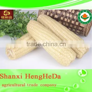 Yellow Corn for Human Consumption thumbnail-1