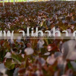 Hydroponics Farming - 03 thumbnail-1