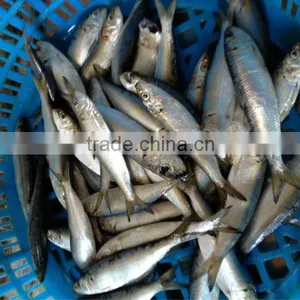Size 20-30pcs/kg Whole Round Frozen Sardine Fish for Sale thumbnail-1
