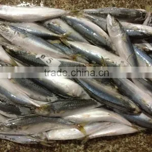 New Stock BQF WR Frozen Fish Mackerel 150g thumbnail-1
