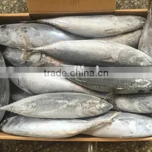 Wholesale Seafrozen Bonito Whole Bonito Tuna Fish 300-800g up thumbnail-2