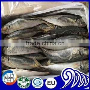 20kg Carton Frozen Horse Mackerel Fish for Sale thumbnail-1