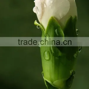White Carnation thumbnail-1